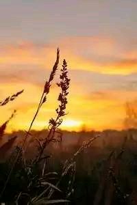 土耳其中锋威震欧洲，破门如麻——一位传奇射手的崛起